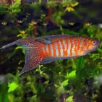 Paradise Gourami (Macropodus opercularis) Bred in SA
