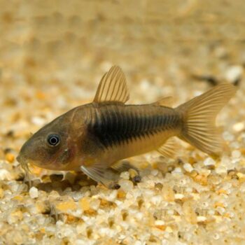Bronze Corydoras (Corydoras aeneus)