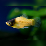 Bumblebee Platy (Xiphophorus maculatus) Import