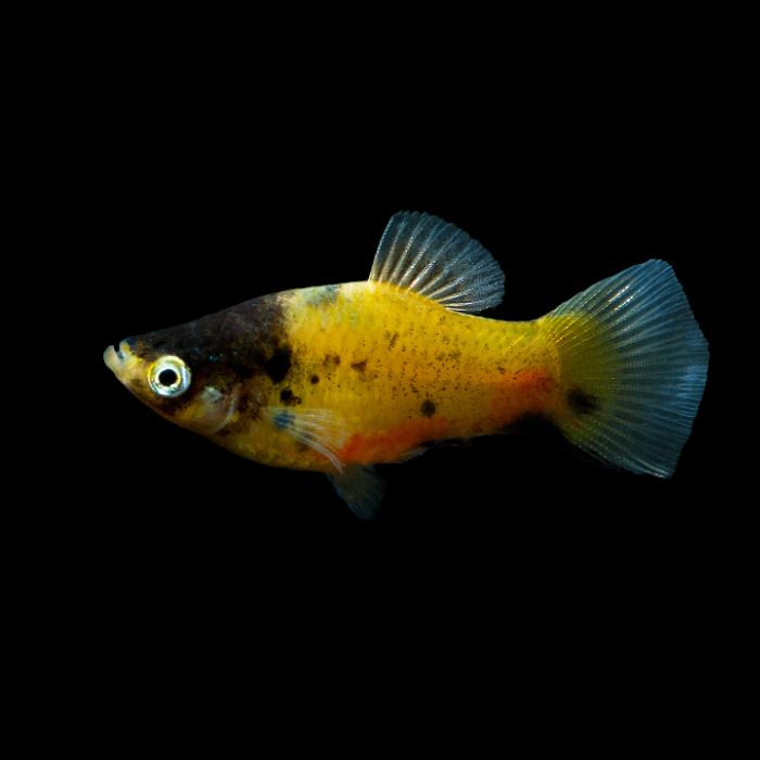 Bumblebee Platy (Xiphophorus maculatus)