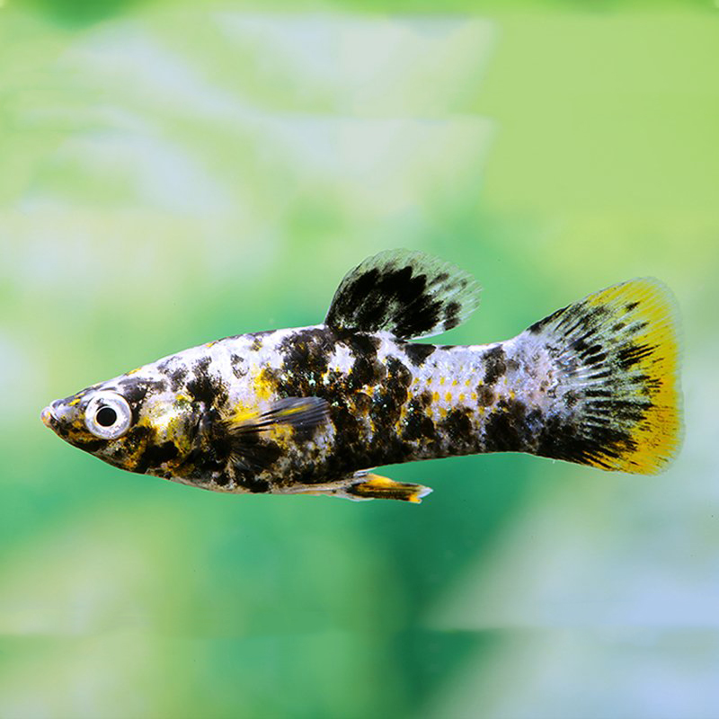 Calico Molly (Poecilia sphenops)