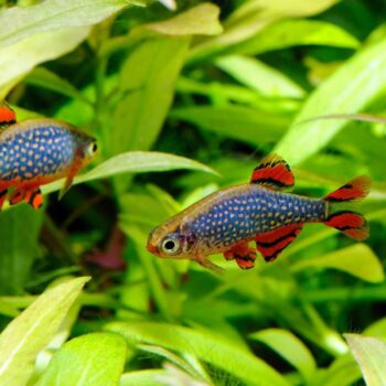 Celestial Pearl Danio (Danio margaritatus) Bred in SA