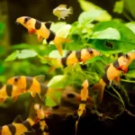 Clown Loach (Chromobotia macracanthus)
