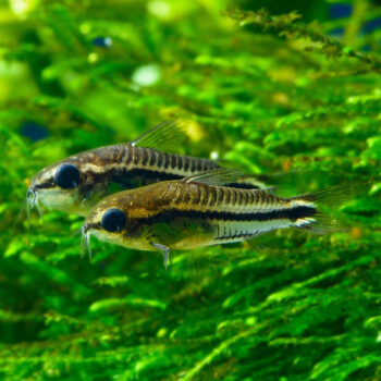Corydoras Pygmaeus (Pygmy Corydoras) Import