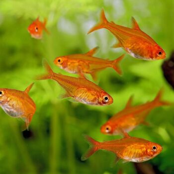 Ember Tetra (Hyphessobrycon amandae)