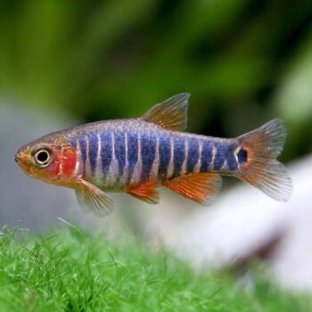 Emerald Rasbora (Microrasbora erythromicron)