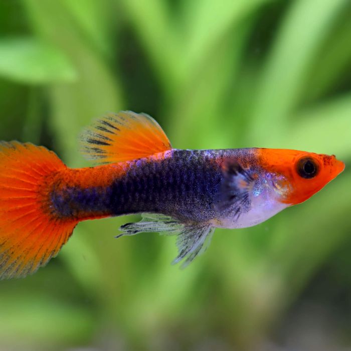 Koi Tuxedo males (Poecilia reticulata)
