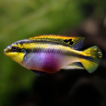 Kribensis (Pelvicachromis pulcher) Bred in SA