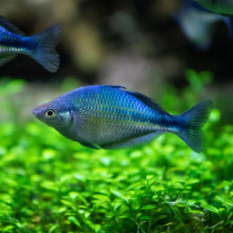 Lake Kutubu Rainbow Fish (Melanotaenia lacustris)