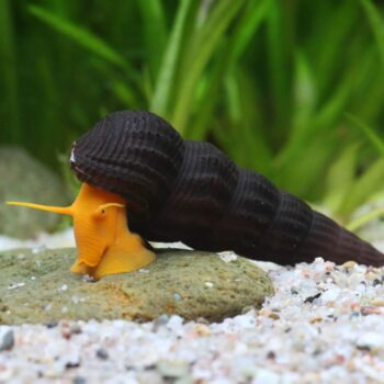 Orange Poso Rabbit Snail (Tylomelania sp.) Import
