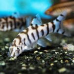Pakistani Loach (Botia almorhae)