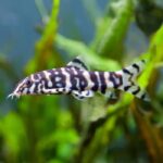 Pakistani Loach (Botia almorhae)