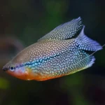 Pearl Gourami (Trichopodus leerii) Bred in SA
