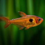 Red Phantom Tetra (Hyphessobrycon sweglesi) Import