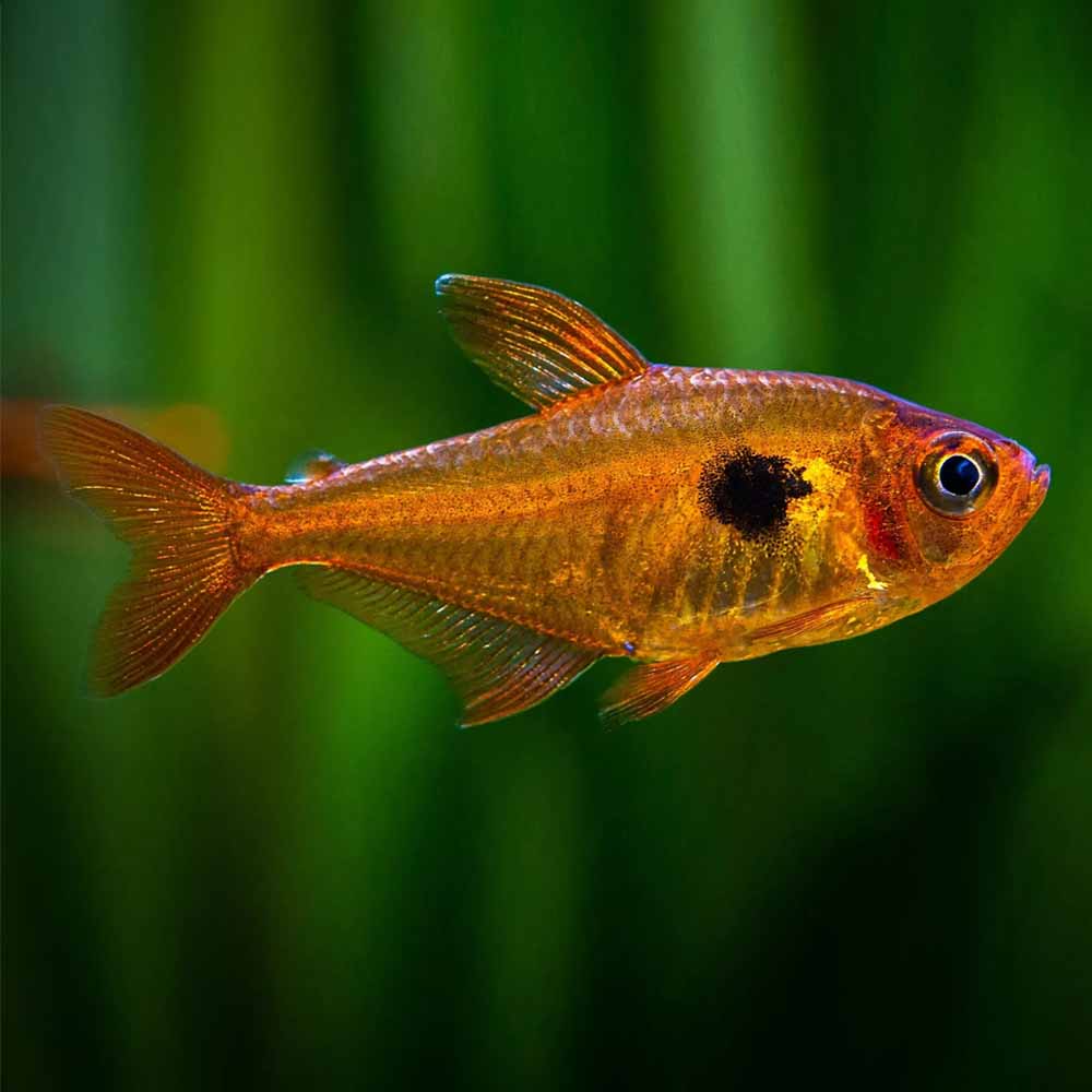 Red Phantom (Hyphessobrycon sweglesi)