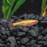White Cloud Minnows (Golden) (Tanichthys albonubes) Import