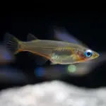 daisy’s-blue-ricefish-4