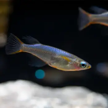 Daisy's Blue Ricefish (Oryzias woworae) Bred in SA