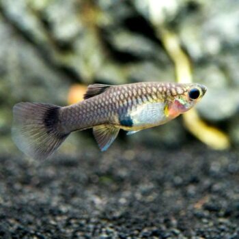 Blue Moscow females (Poecilia reticulata) Import