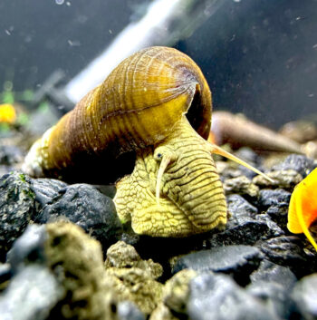 Yellow Poso Rabbit Snail (Tylomelania sp.) Import
