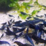 Neocaridina Davidi var Blue Dream, Bred in SA