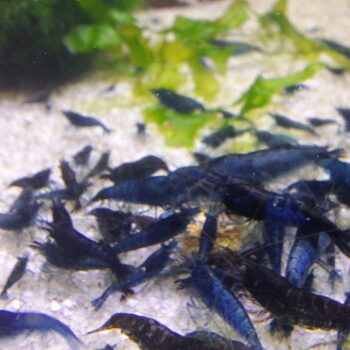 Neocaridina Davidi var Blue Dream, Bred in SA