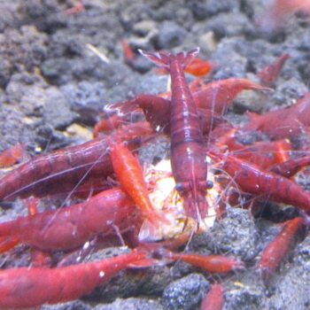 Neocaridina var Sakura Red Shrimp Bred in SA