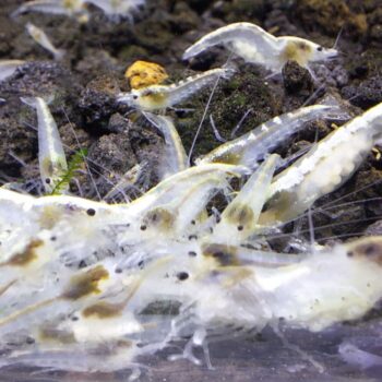 Neocaridina var Snowball shrimp, Bred in SA