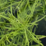 PogostemonStellataOctopus_AquariumPlant_AquariumPlants_OctopusLeaves_AquariumPlantForSale_02_540x (1)