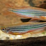 Cebrita-Kyathit-Danio-nascapers-online-768×768 (2)