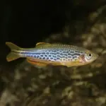 Cebrita-Kyathit-Danio-nascapers-online-768×768 (2)