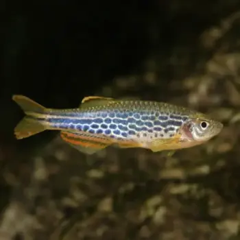 Danio kyathit (Orange-Finned Danio / Ocelot Danio) Bred in SA