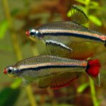 Tanichthys_micagemmae_4-725×483 (1)