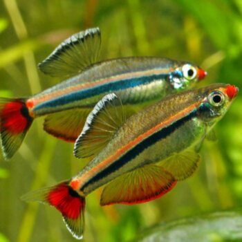 Tanichthys micagemmae (Vietnamese Cardinal) Bred in SA