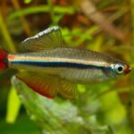 Tanichthys_micagemmae_4-725×483 (1)