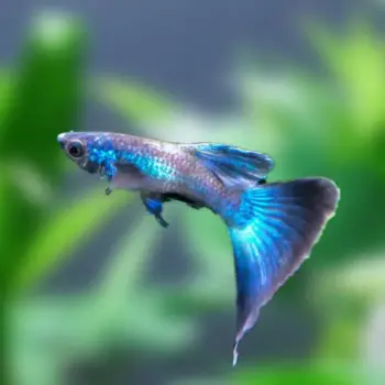 Blue Moscow (Poecilia reticulata) Trio (2F:1M) Bred in SA