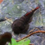 Gastromyzon sp. “Bloody Mary” (Hillstream Loach)