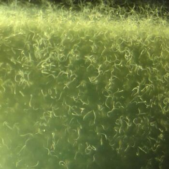 Vinegar Eel Starter Culture (Turbatrix aceti) 15ml