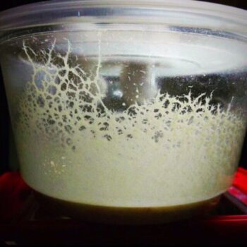 Microworm Starter Culture (Panagrellus redivivus) 15ml