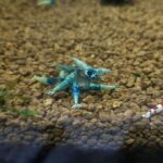BlueBolt-Closeup-Square-scaled-720×720