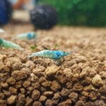 BlueBolt-Closeup-Square-scaled-720×720