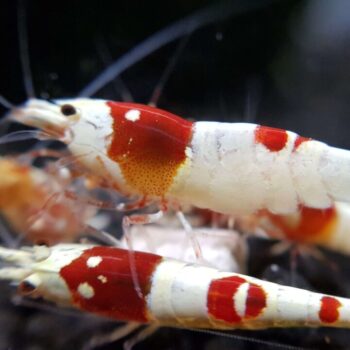 Pure Red Line Crystal Shrimp (Caridina cantonensis var. “Crystal Red” – PRL)
