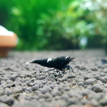 Black King Kong Shrimp (Caridina cantonensis var. “Taiwan Bee”)