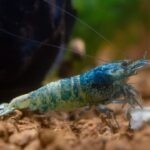 Blue Bolt Shrimp – Mixed Grade (Caridina cantonensis var. “Taiwan Bee”)
