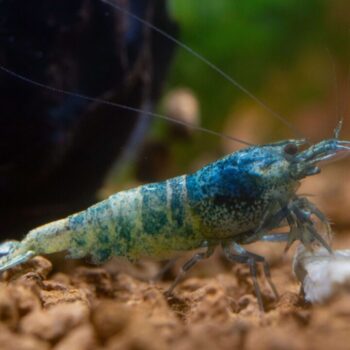 Blue Bolt Shrimp – Mixed Grade (Caridina cantonensis var. “Taiwan Bee”)