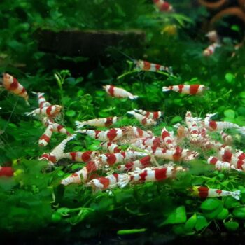 Crystal Red Shrimp – Mixed Grade (Caridina cantonensis var. “Crystal Red”)