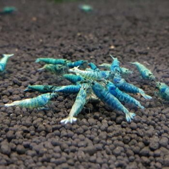 Blue Bolt Shrimp – High Grade (Caridina cantonensis var. “Taiwan Bee”)