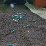 High-Grade-Blue-Bolt-Square-720×720