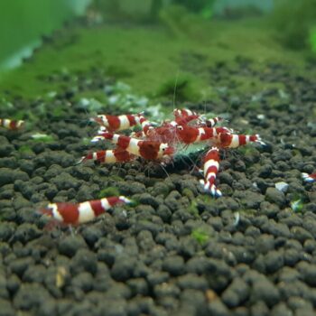 Red Panda Shrimp (Caridina cantonensis var. “Taiwan Bee”)