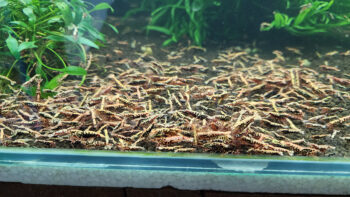 Red Pinto Shrimp - Mixed Grade - Includes Galaxies (Caridina cantonensis var. “Taiwan Bee”)